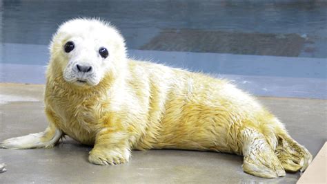 Smithsonian's National Zoo welcomes adorable gray seal pup - ABC13 Houston