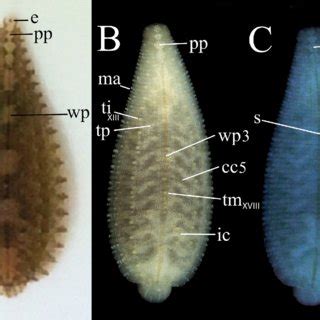 A, Typical swamp habitat for the Albemarle turtle leech. Shown is... | Download Scientific Diagram