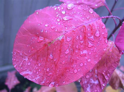 File:Rain on a smoke tree leaf.jpg - Wikimedia Commons