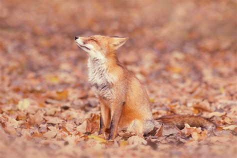 Zen Fox Series - Fall Fox Photograph by Roeselien Raimond - Pixels