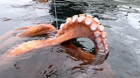 Amazing Giant Octopus Fishing Catch Skill - Amazing Big Catching on the Sea - YouTube