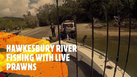 HAWKESBURY RIVER FISHING WITH LIVE PRAWNS - YouTube