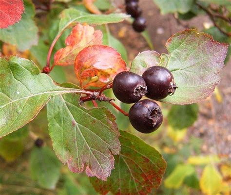 Hawthorn Berries (Crataegus spp.) in British Columbia