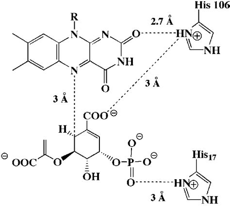 SCHEME 1. Reaction catalyzed by chorismate synthase. | Download ...