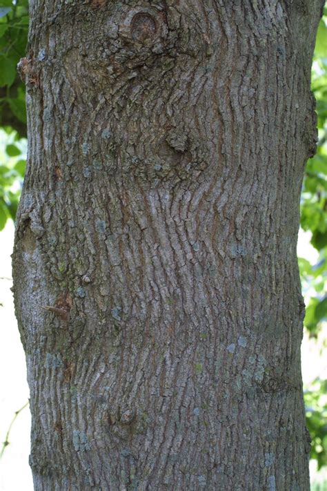 box elder - bark | Invasive species, Plants, Tree