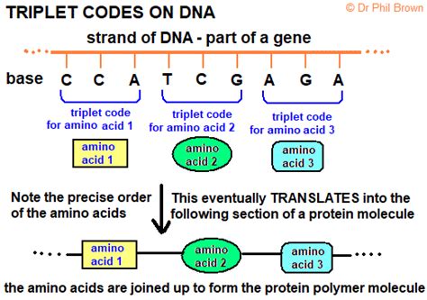 DNA triplet coding protein polypeptide synthesis in ribosomes details of RNA, mRNA, tRNA ...