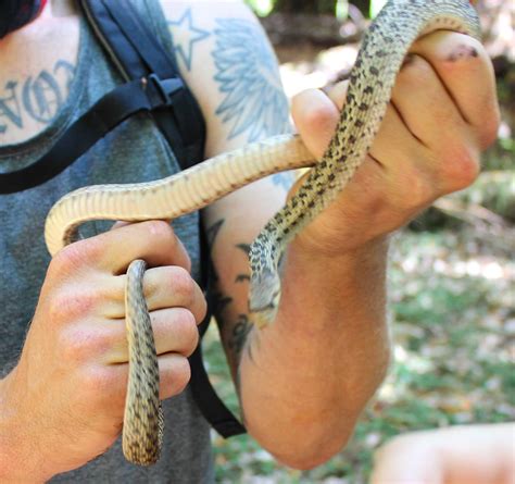 Cannundrums: Pacific Gopher Snake