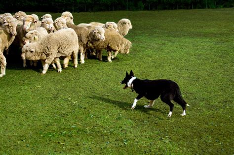 Garda plea to dog owners after sheep attacks - Laois Today