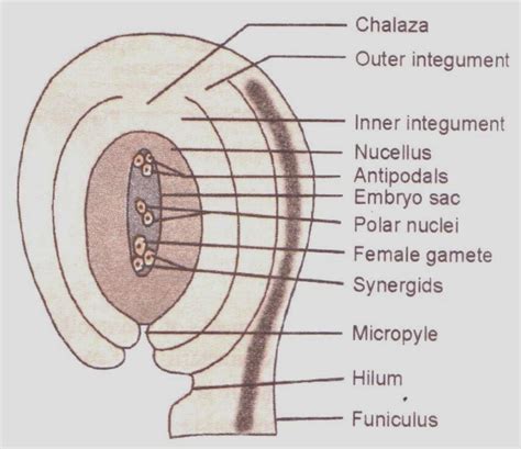 Chapter 2, Sexual Reproduction in Flowering Plants - CBSE Class 12 Biology - NCERT Solutions ...