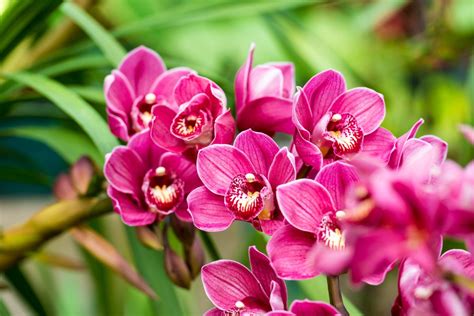 Chocolate Orchid Flower Essence | Best Flower Site