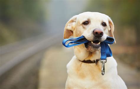 The Zen of Dog Training: Walk Your Pup Like a Boss