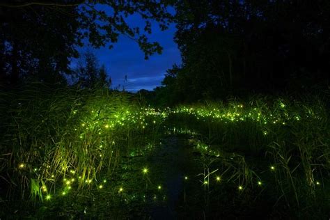 500 LEDs Resemble Glowing Fireflies at Night | Firefly, Nature ...