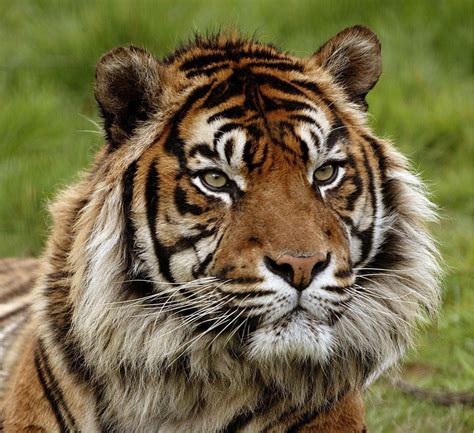 Le Tigre de Sumatra Parc Zoologique CERZA Lisieux