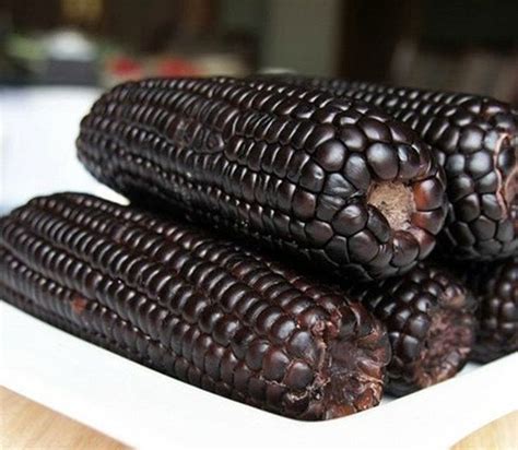 Aztec Black Corn ancient heirloom 20 seeds non GMO early | Etsy in 2021 ...