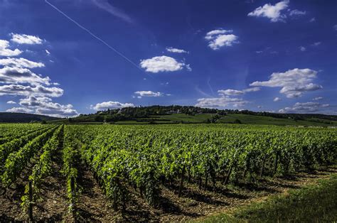 12 vineyards and wineries to visit in the Loire Valley | Hipcamp Journal