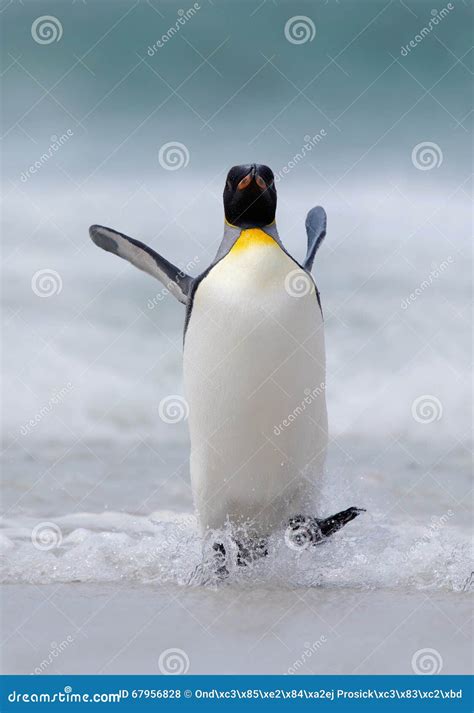 Big King Penguin Jumps Out of the Blue Water while Swimming through the ...