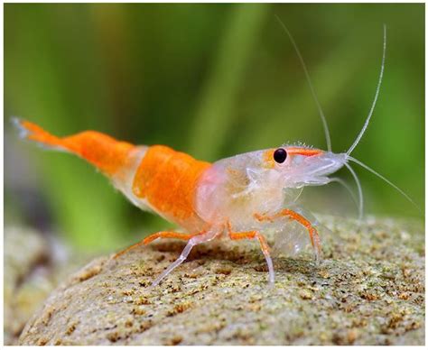 Freshwater Rili Orange Shrimp Freshwater Aquarium Shrimp, Aquarium Fish ...