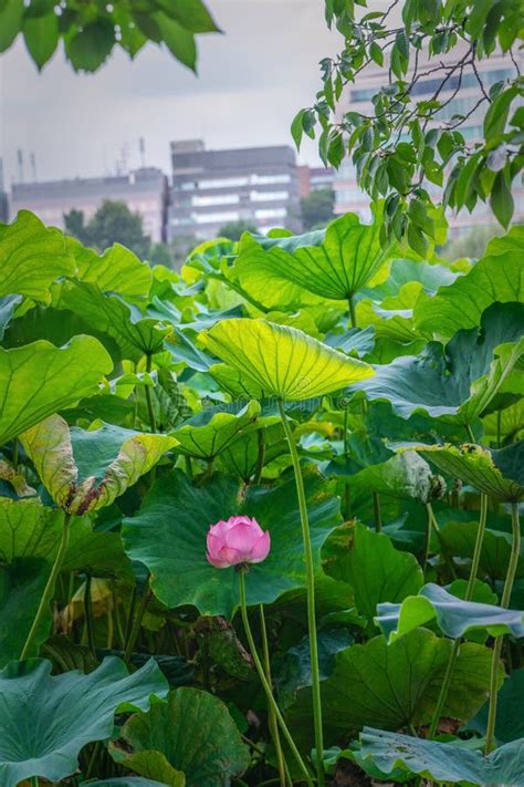 Lotus Flower in Tokyo City Pond Stock Photo - Image of beautiful ...