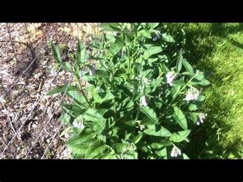 Comfrey Propagation - How Well Does it Work? : Permaculture