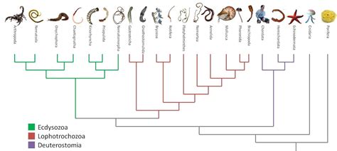 an image of a family tree with all the names