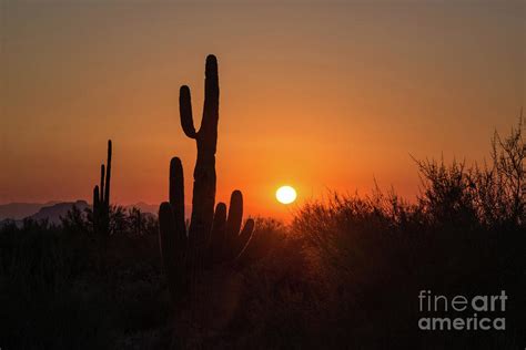 Saguaro cactus silhouette in desert at sunset Photograph by Georgia Evans - Fine Art America