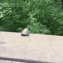 Frog Jump Climbing GIF - Frog jump Frog Jump - Discover & Share GIFs