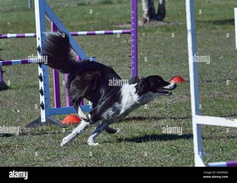 Many obstacles on a dog agility field . Dogs moving quickly from one activity to another ...