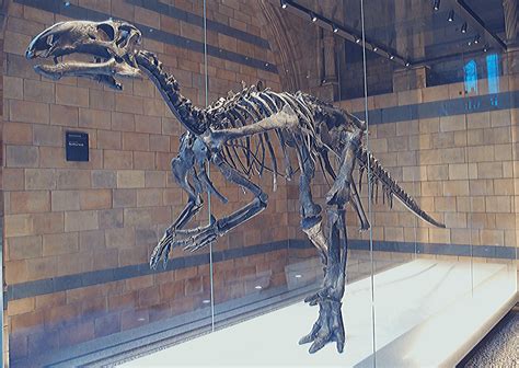 London's dinosaurs: the amazing Natural History Museum