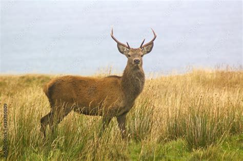 Red stag Stock Photo | Adobe Stock