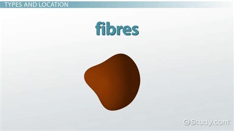 Sclerenchyma Cells Overview, Function & Types - Video & Lesson ...