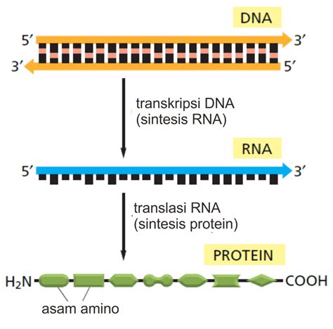 Transkripsi DNA: Sintesis & Modifikasi RNA – Biokimia Kedokteran – Caiherang