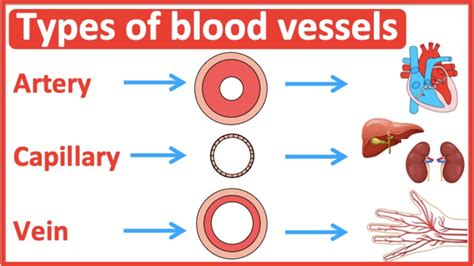 Types of blood vessels | Artery, capillary & vein | Easy learning video - YouTube