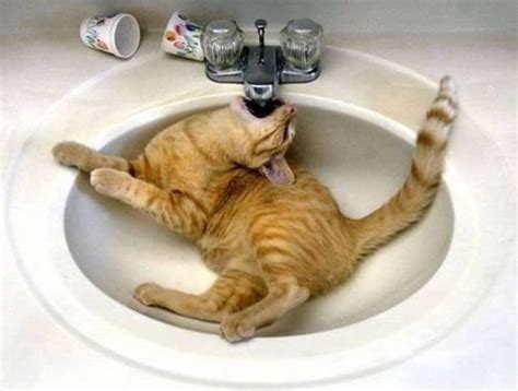 Save the water!!!... My cat loves drinking from the sink Lol | Funny cat pictures, Cute funny ...