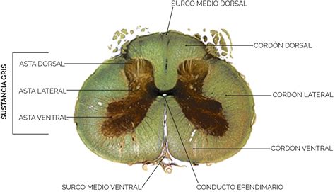 Medula Espinhal Corte Transversal - EDULEARN