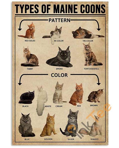 Maine Coon Weight Chart | full mainecoon kittens ny