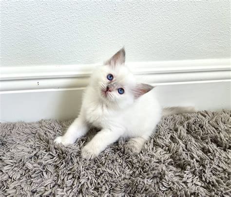 Female Lilac Lynx Point Ragdoll Kitten ⋆ Happy RagDolls of Miami ...