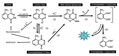 Chemical reactions responsible for luminol chemiluminescence. Luminol... | Download Scientific ...