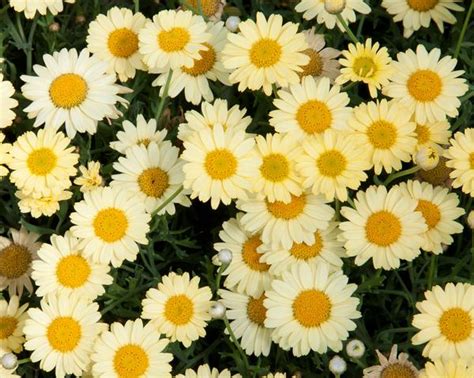 Argyranthemum frutescens LaRita Yellow | Lucas Greenhouses