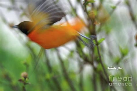 Oriole Art Photograph by Tabatha Knox | Fine Art America