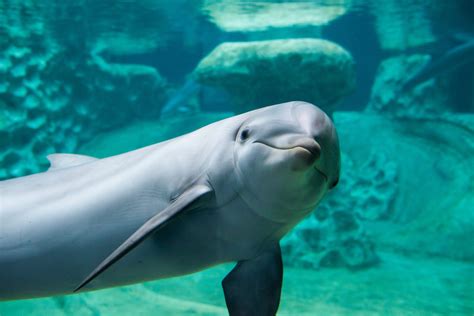 Day in the Life of a Dolphin Trainer at Georgia Aquarium