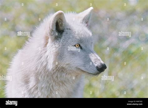 Alaskan Tundra Wolf Stock Photo - Alamy