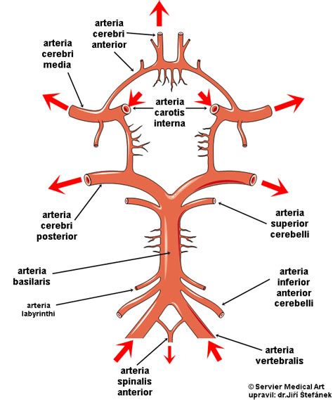 Získat kontrolu Necklet Přijetí a spinalis anterior Postimpresionismus Dávejte pozor na Linka webu