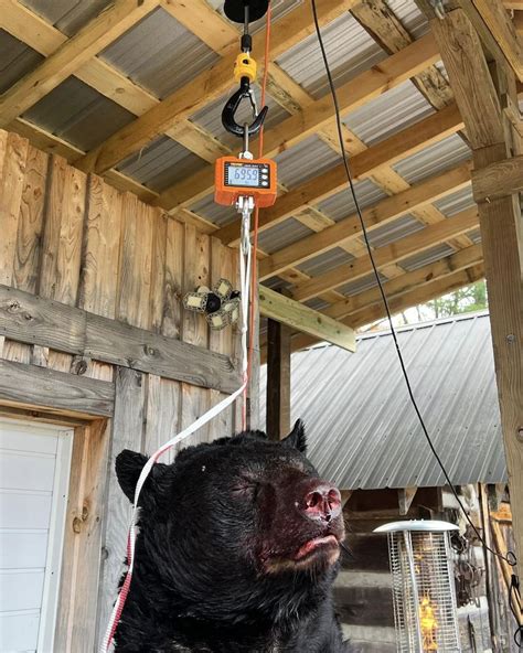 Photos: Hunter Harvests Record-Breaking Black Bear | MeatEater ...