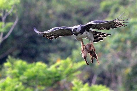 Harpy Eagle with a Sloth : natureismetal | Harpia harpyja, Harpia