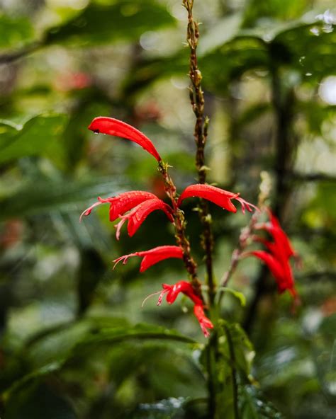 Santa Elena Cloud Forest Reserve: An Enchanting Wonderland | The Spunky Curl