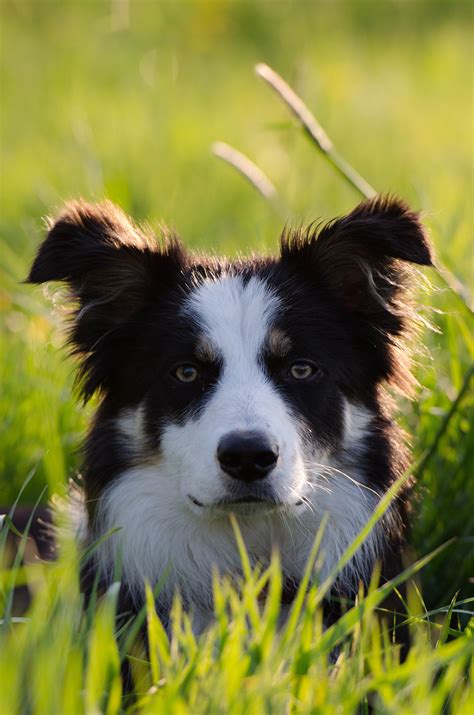 63+ Border Collie Sheep Dog Puppy - l2sanpiero