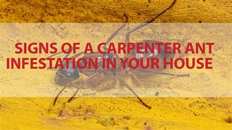 Signs of a Carpenter Ant Infestation in Your House