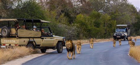 Feed you African Safari thrill at Kruger National Park South Africa