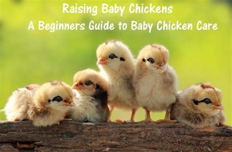 Raising Baby Chickens – A Beginners Guide to Baby Chicken Care | Baby chickens, Baby chicks ...