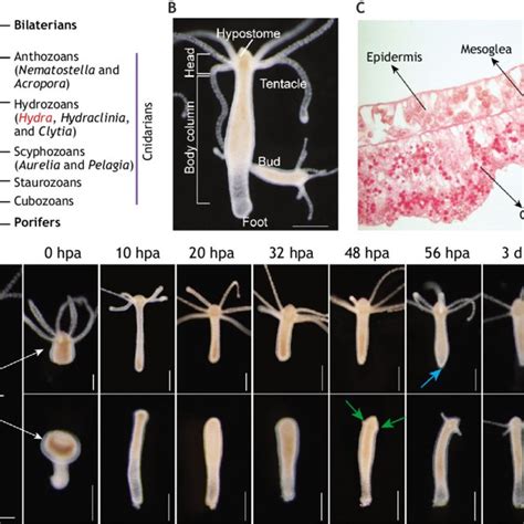 (PDF) Model systems for regeneration: Hydra